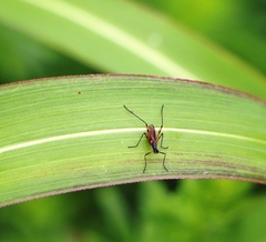 Micropeza corrigiolata