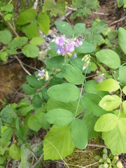 Lathyrus polyphyllus