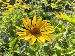 Heliopsis