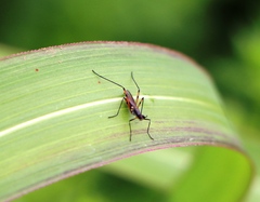 Micropeza corrigiolata