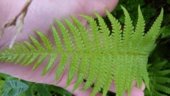 Oreopteris quelpartensis