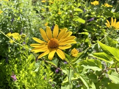 Heliopsis