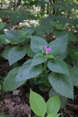Lamium maculatum