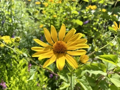 Heliopsis