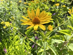 Heliopsis
