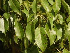 Handroanthus heptaphyllus