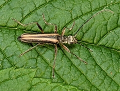 Cortodera longicornis