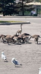 Branta canadensis