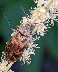 Araeopidius monachus