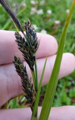 Carex macrochaeta