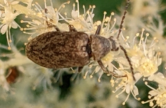 Araeopidius monachus