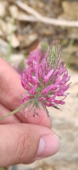Trifolium purpureum