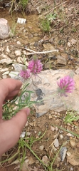 Trifolium purpureum