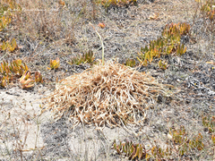 Pancratium maritimum