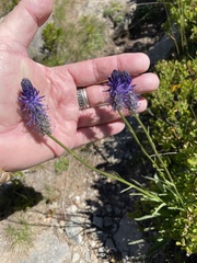 Phyteuma betonicifolium