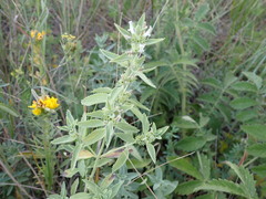 Marrubium peregrinum