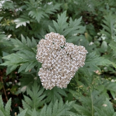 Tanacetum macrophyllum