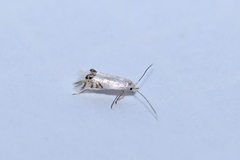 Leucoptera sinuella