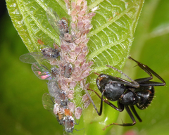 Aphis cephalanthi