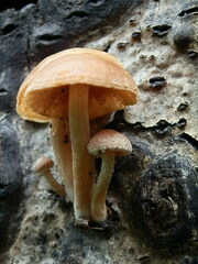 Tubaria romagnesiana