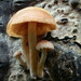 Tubaria romagnesiana - Photo (c) pinonbistro, some rights reserved (CC BY-NC), uploaded by pinonbistro