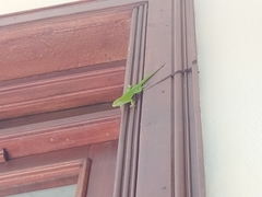 Anolis callainus