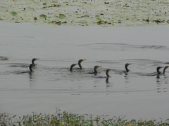 Nannopterum brasilianum