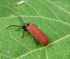 Pyropterus nigroruber