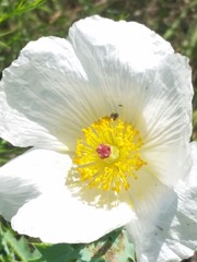 Argemone albiflora texana