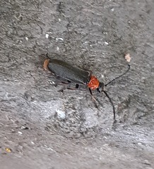 Silis ruficollis