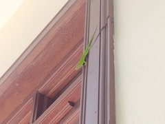 Anolis callainus