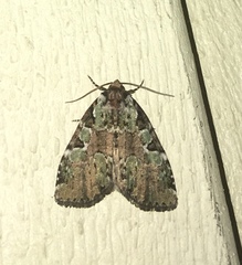 Leuconycta lepidula