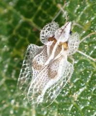 Corythucha confraterna