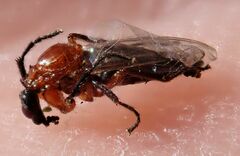 Dilophus occipitalis