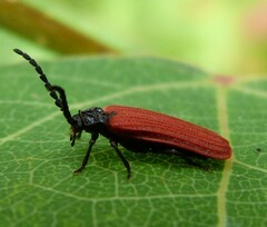 Pyropterus nigroruber