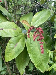 Miconia impetiolaris