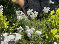 Achillea erba-rotta