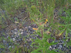 Oenothera coloratissima