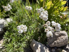 Achillea erba-rotta