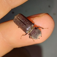 Apatides fortis