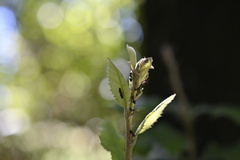 Crematogaster scutellaris