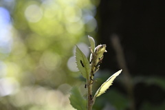 Crematogaster scutellaris