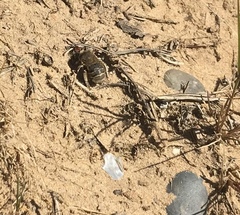 Anthophora bimaculata