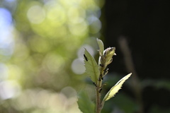 Crematogaster scutellaris