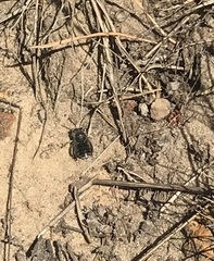 Anthophora bimaculata