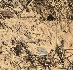 Anthophora bimaculata