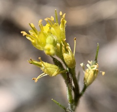 Draba corrugata