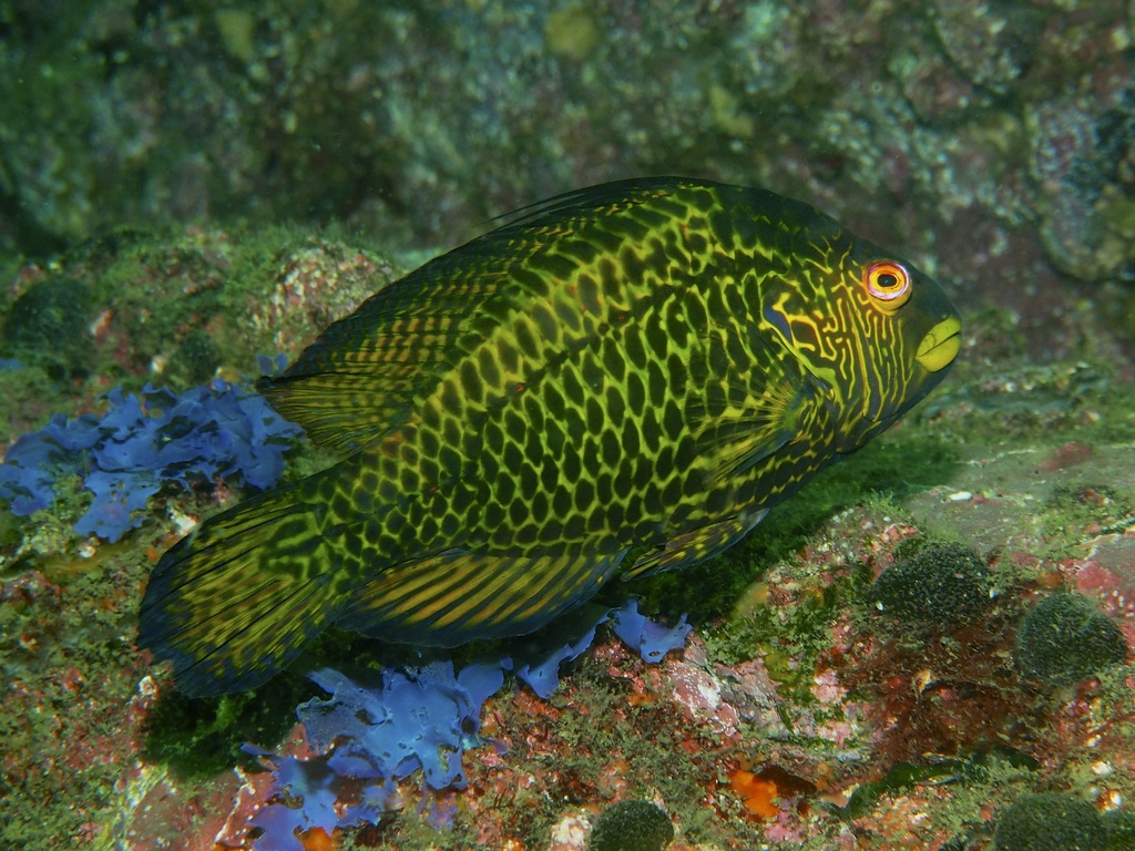 Cocktail wrasse (Pteragogus aurigarius) — Labridae