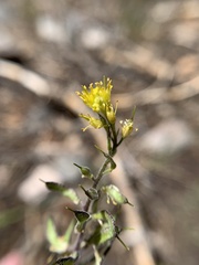 Draba corrugata