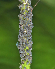 Aphis cephalanthi
